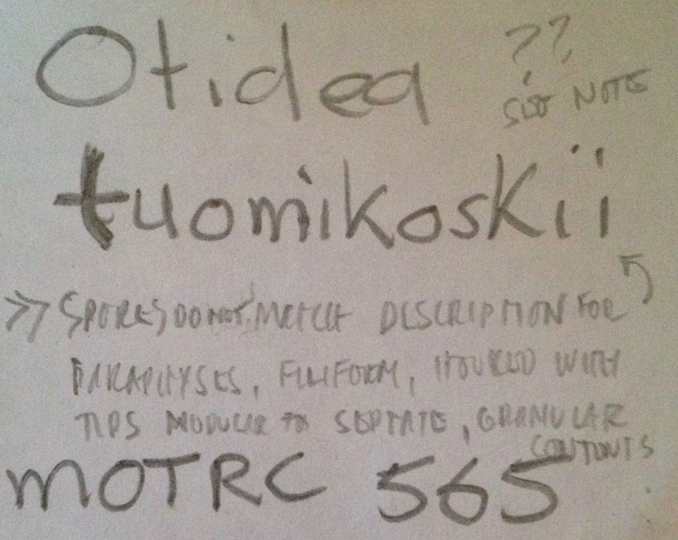 Otidea tuomikoskii image