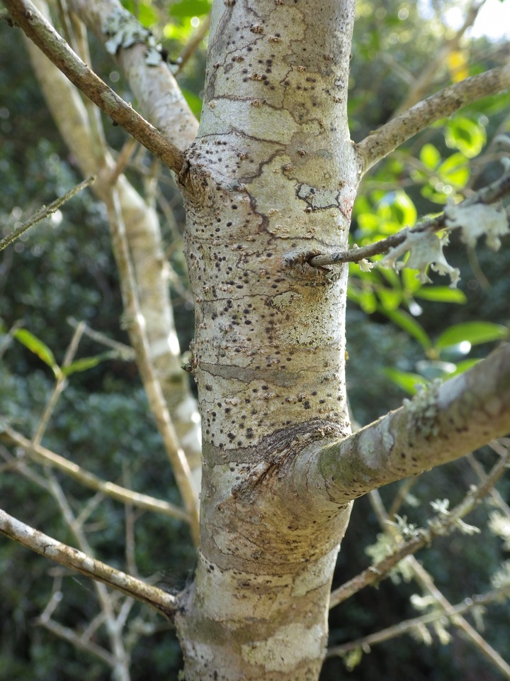 Arthopyrenia platypyrenia image
