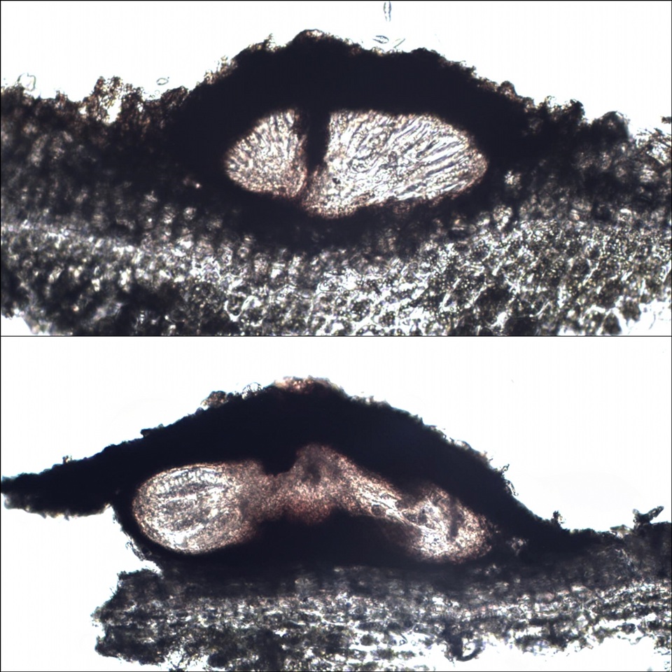 Arthopyrenia platypyrenia image