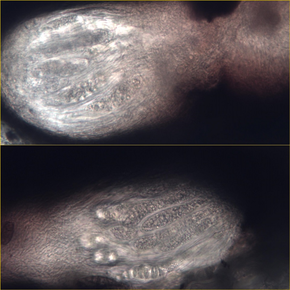 Arthopyrenia platypyrenia image