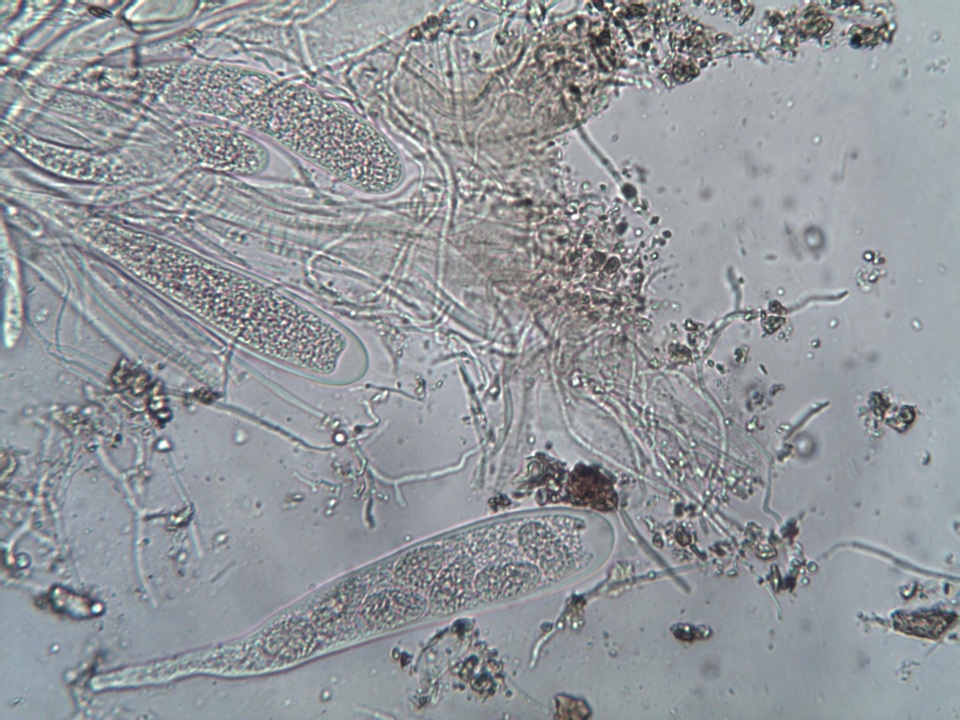 Ainoa geochroa image