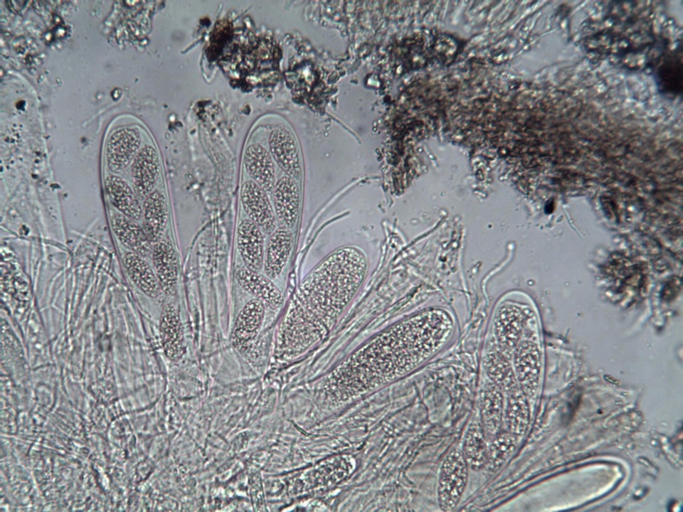 Ainoa geochroa image