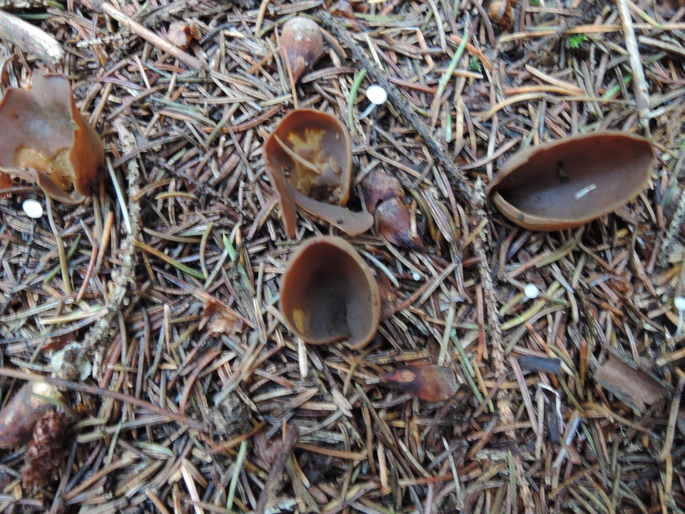 Otidea brunneoparva image