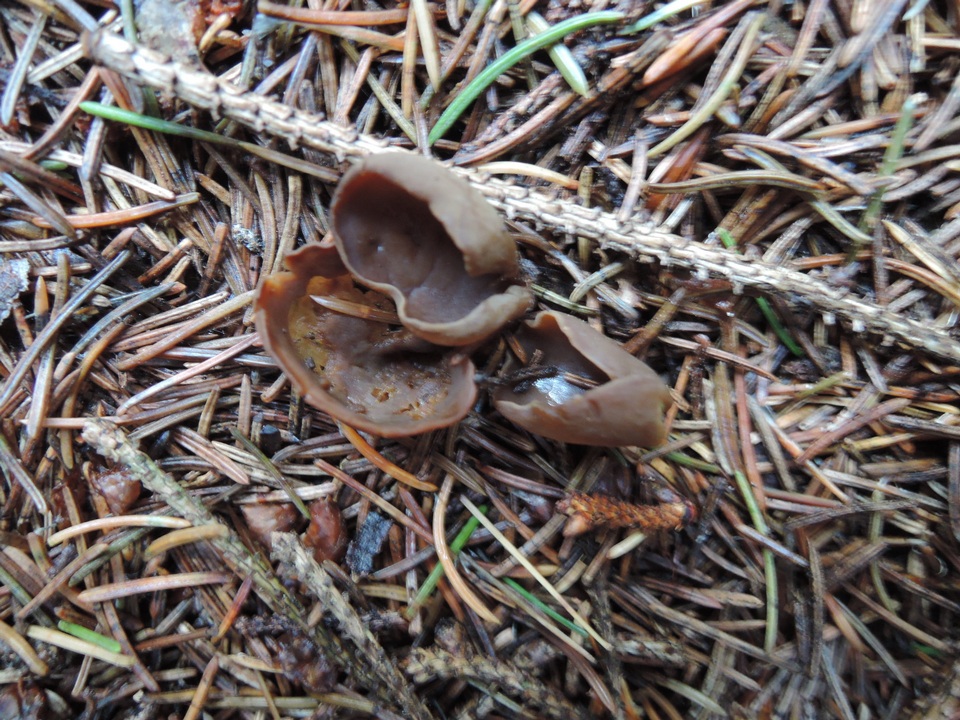 Otidea brunneoparva image