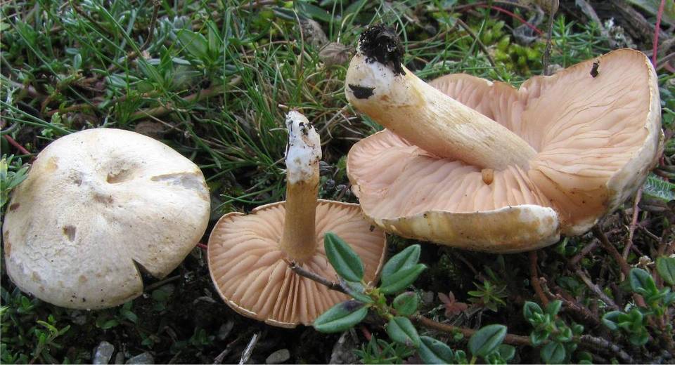 Entoloma excentricum image