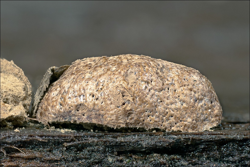 Reticularia splendens var. jurana image