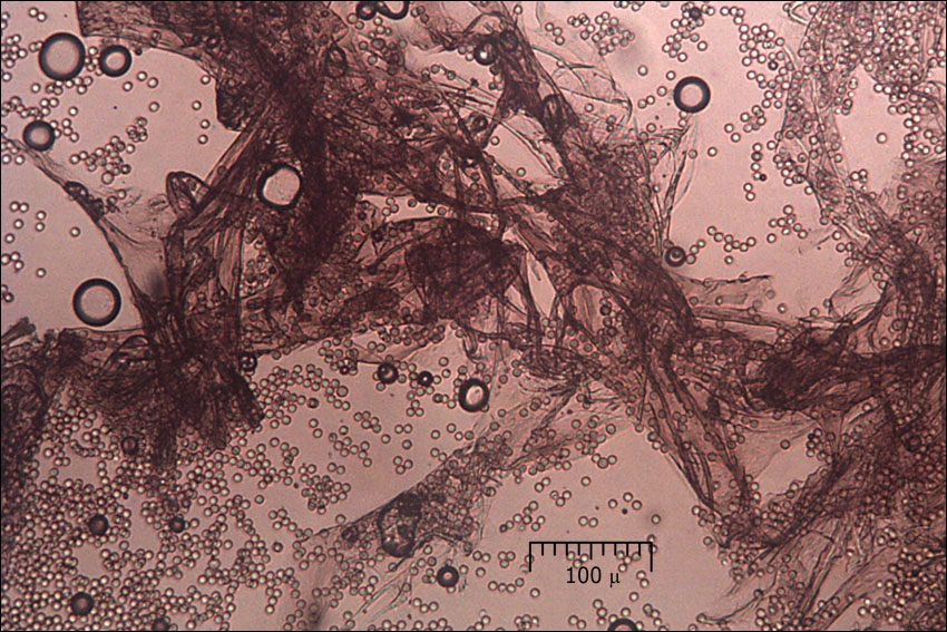 Reticularia splendens var. jurana image