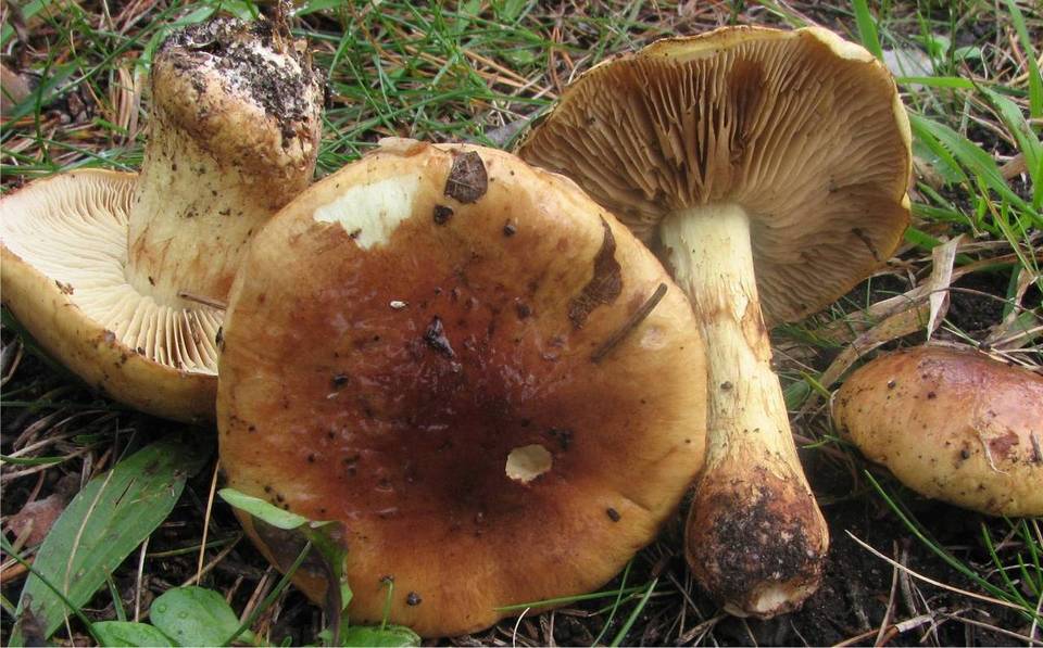 Cortinarius aurilicis image