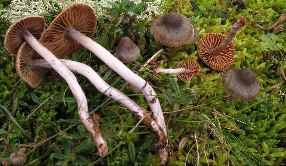 Cortinarius roseipes image