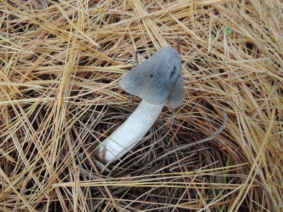 Tricholoma myomyces var. cystidiotum image