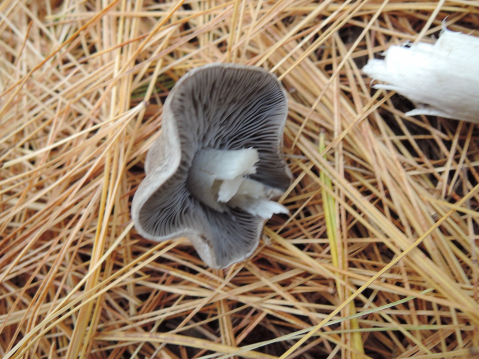 Tricholoma myomyces var. cystidiotum image