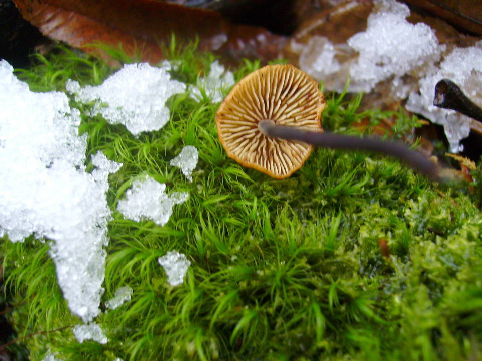 Xeromphalina cornui image