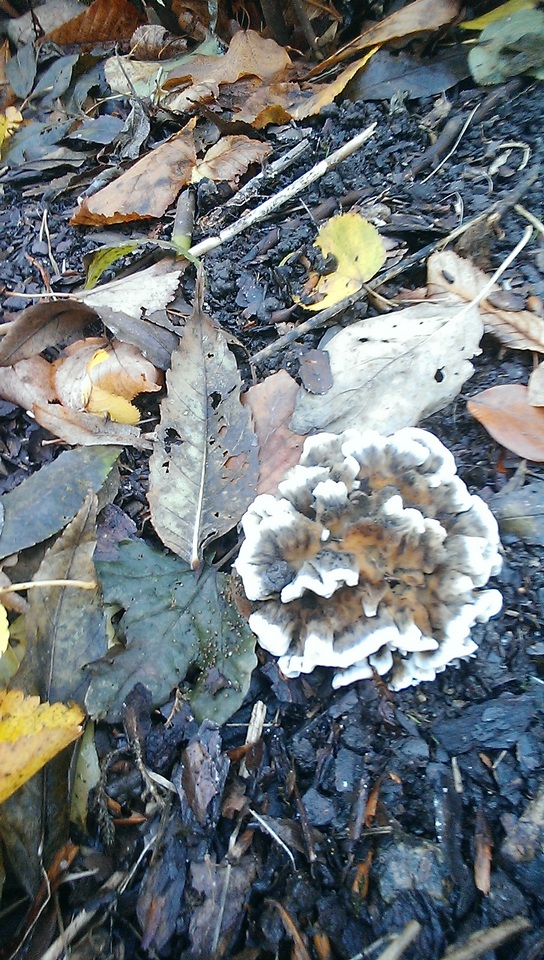 Thelephora atrocitrina image
