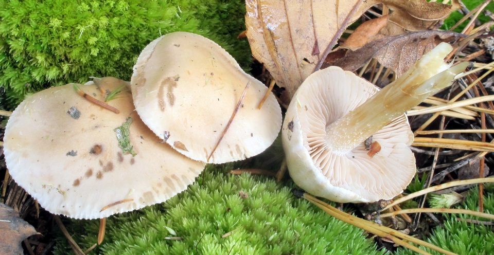Hebeloma ingratum image