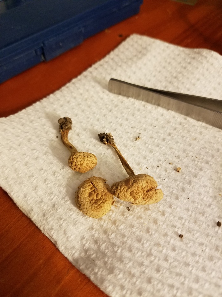 Cystolepiota fumosifolia image