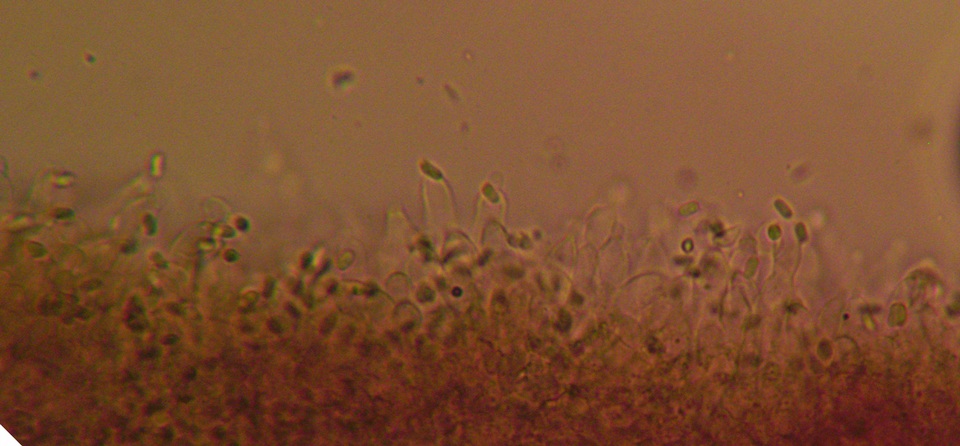 Cystolepiota fumosifolia image
