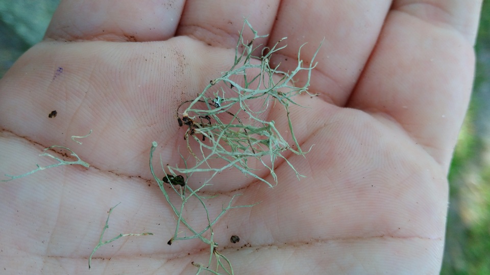 Ramalina stenospora image