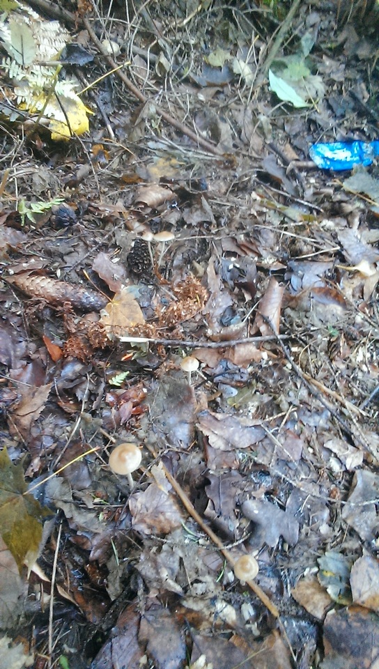 Psilocybe bohemica image