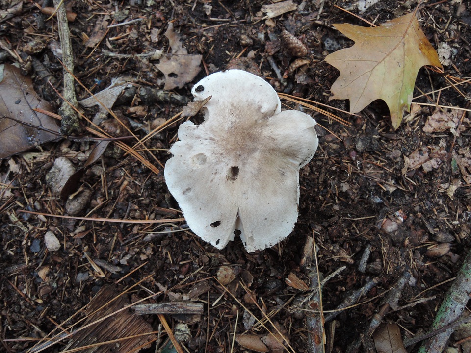 Tricholoma marquettense image