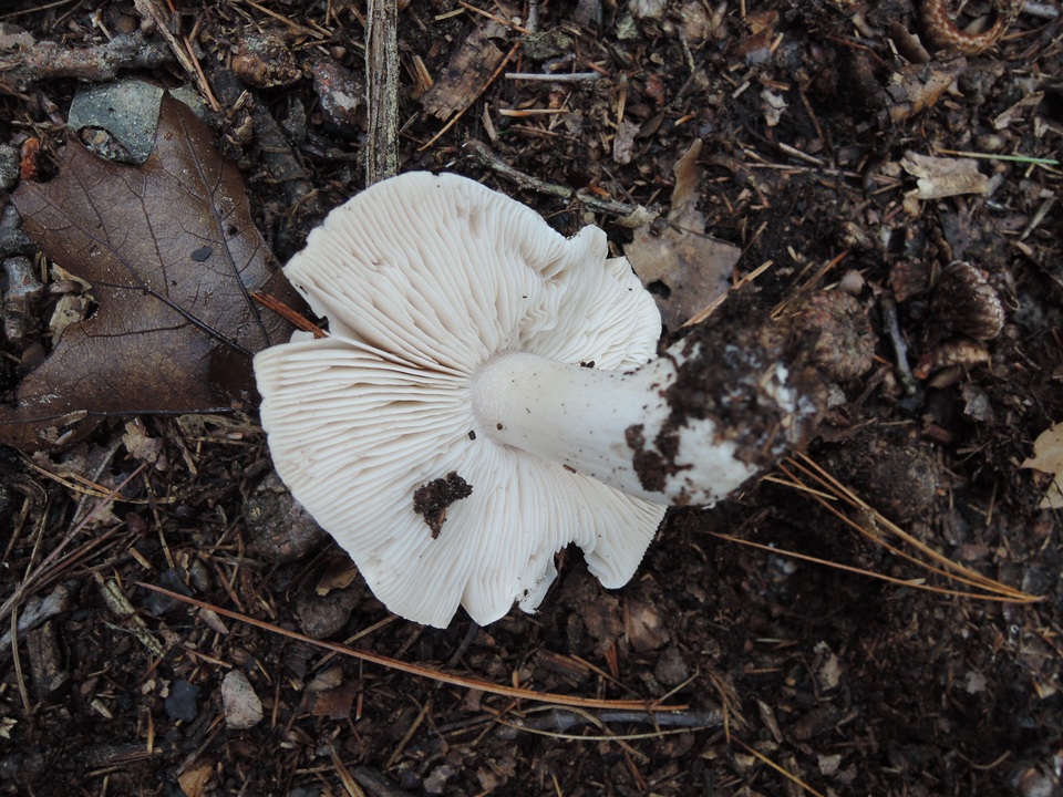 Tricholoma marquettense image