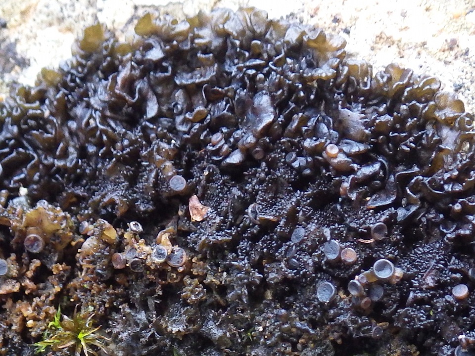 Leptogium schraderi image