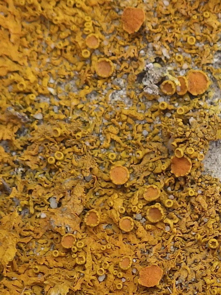 Xanthoria aureola image