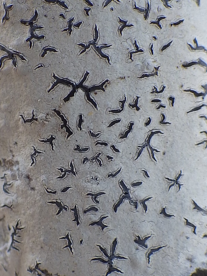 Phaeographis dendritica image