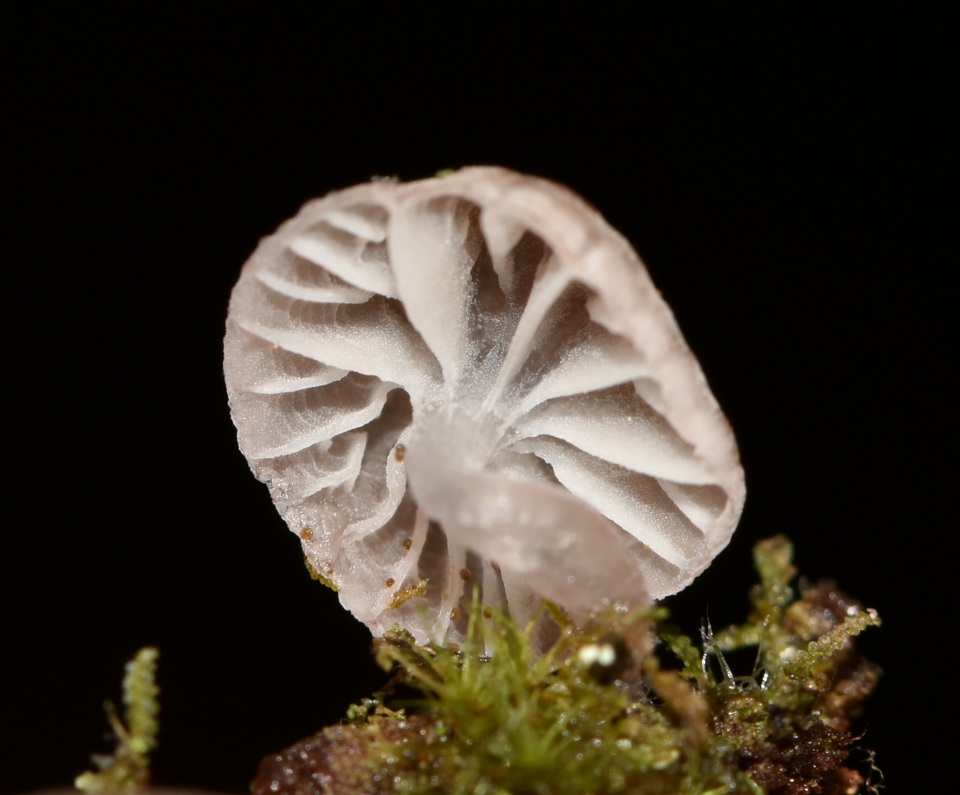 Mycena fulgoris image