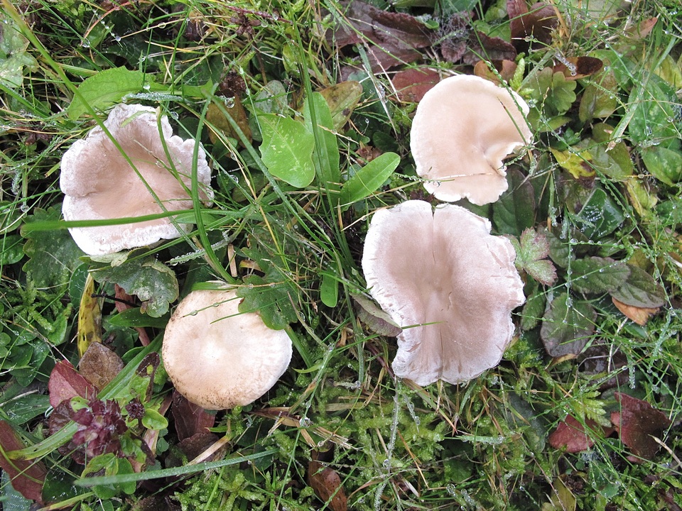 Rhizocybe vermicularis image