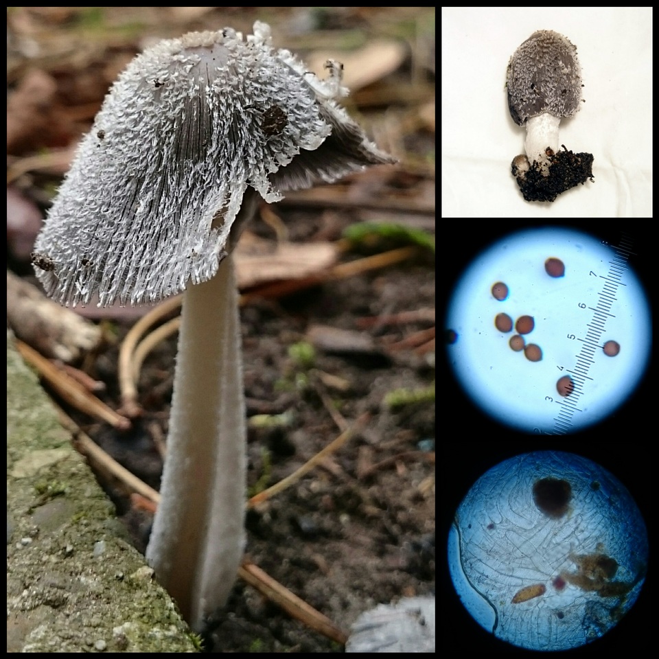 Coprinopsis jonesii image
