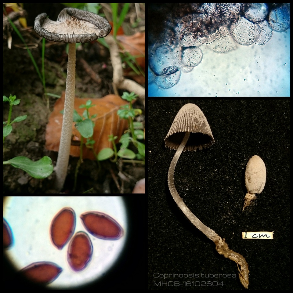 Coprinopsis tuberosa image