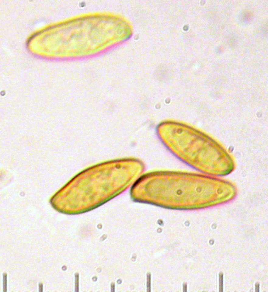 Xerocomellus diffractus image