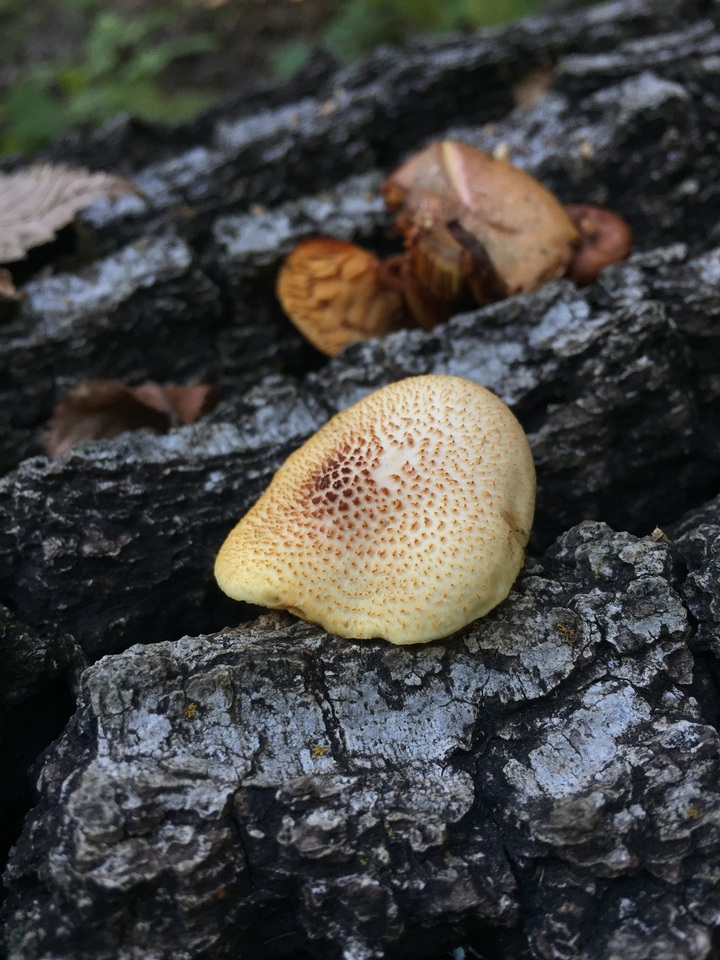 Gymnopilus braendlei image