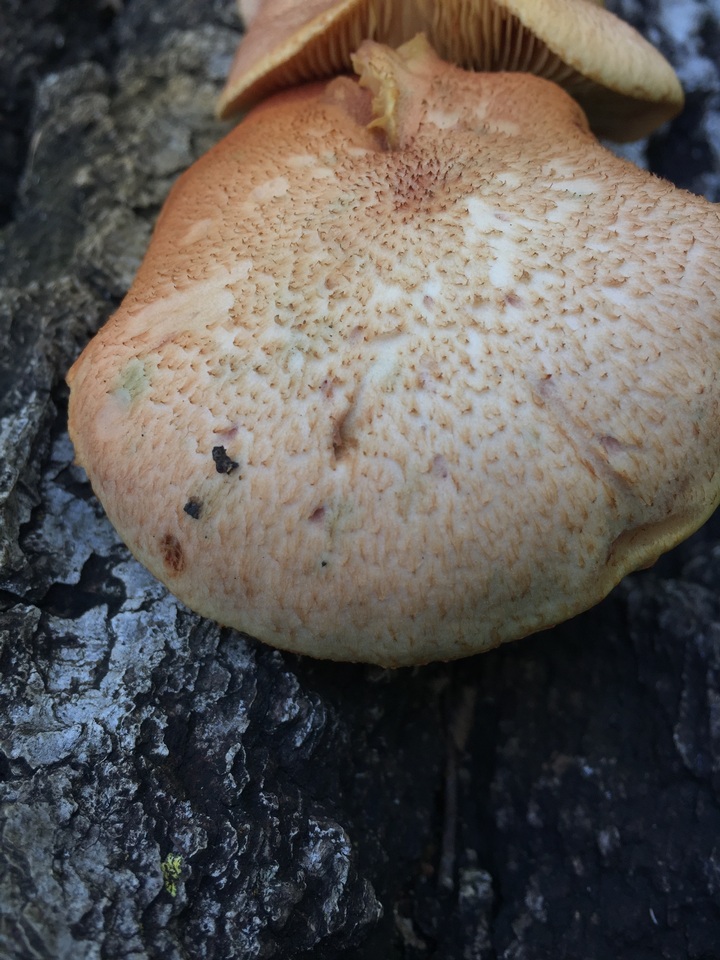 Gymnopilus braendlei image