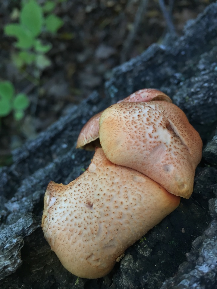 Gymnopilus braendlei image