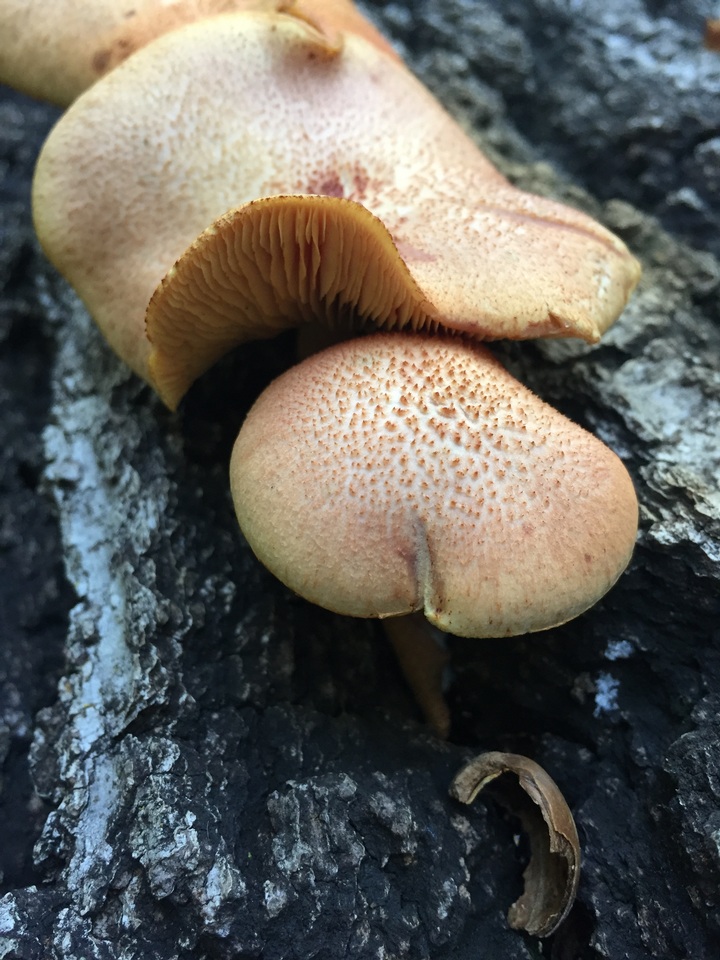 Gymnopilus braendlei image