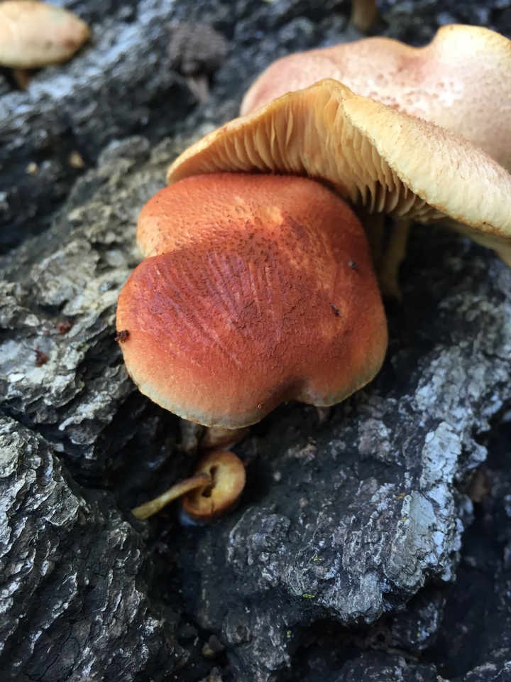 Gymnopilus braendlei image