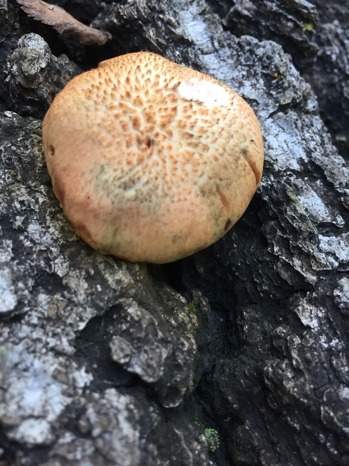 Gymnopilus braendlei image
