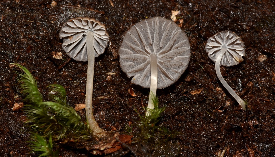 Mycena globulispora image