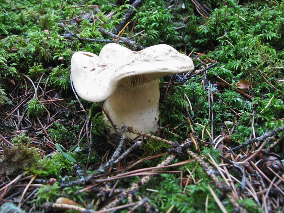 Leucopaxillus septentrionalis image