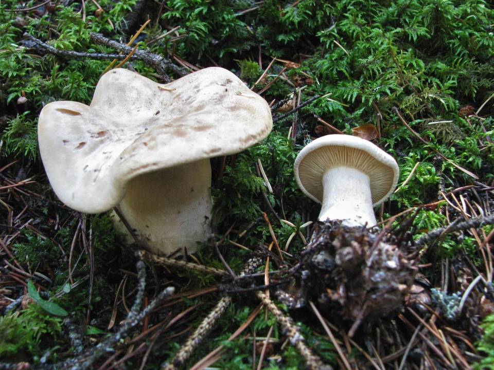 Leucopaxillus septentrionalis image