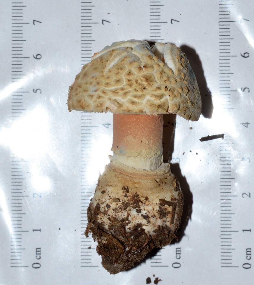 Amanita salmonescens image