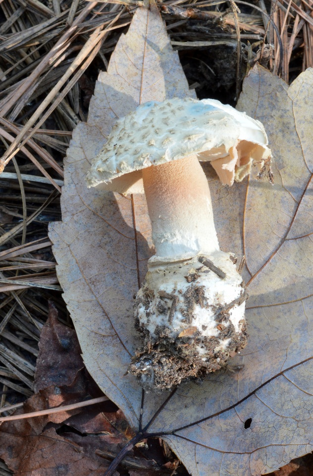 Amanita salmonescens image