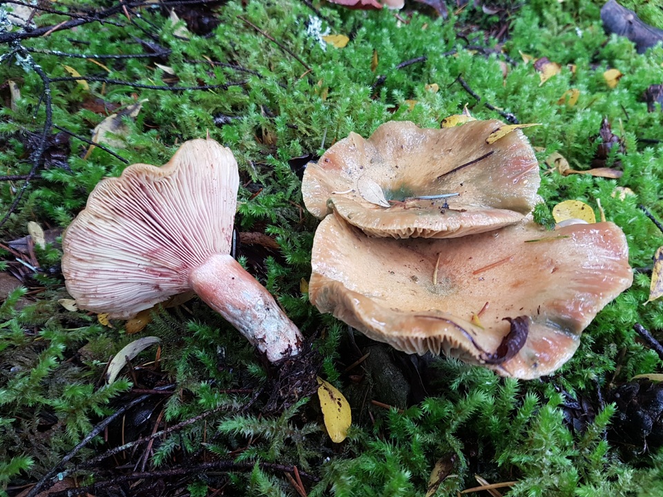Lactarius rubescens image