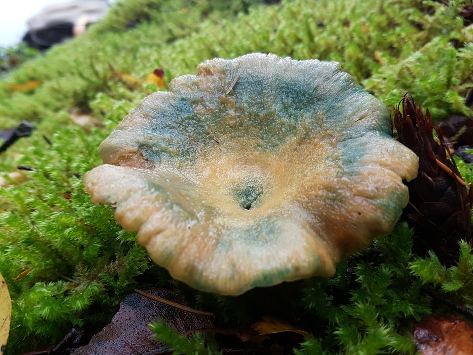 Lactarius rubescens image