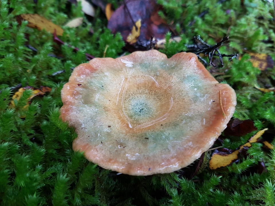 Lactarius rubescens image