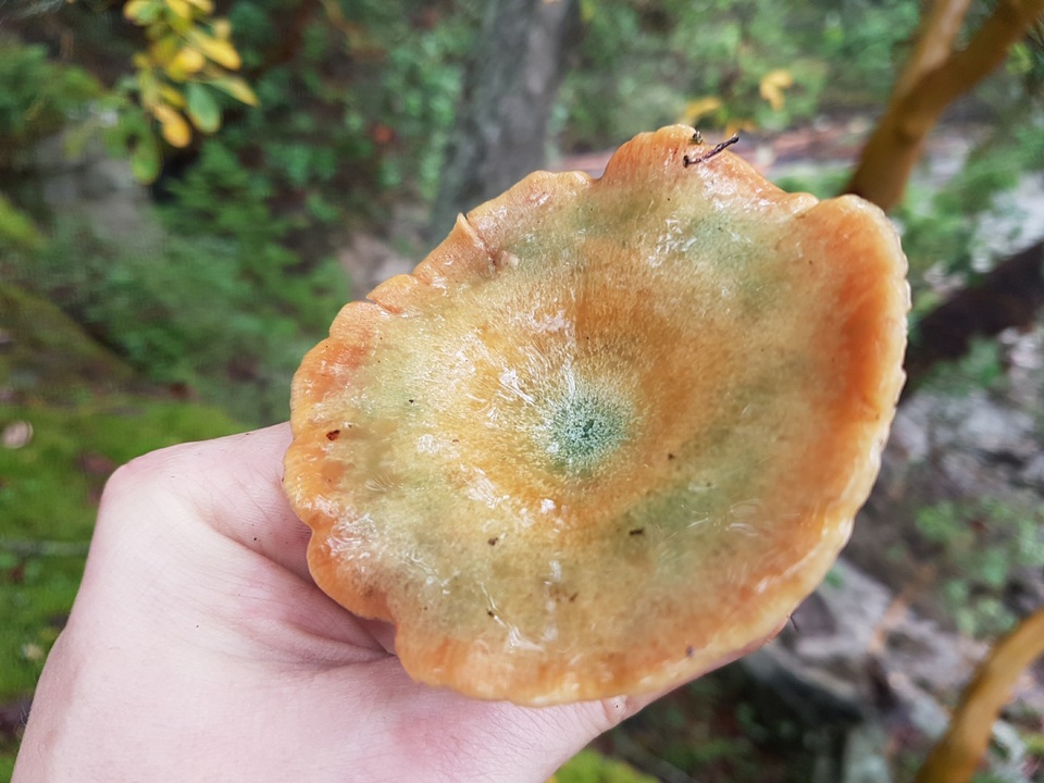 Lactarius rubescens image