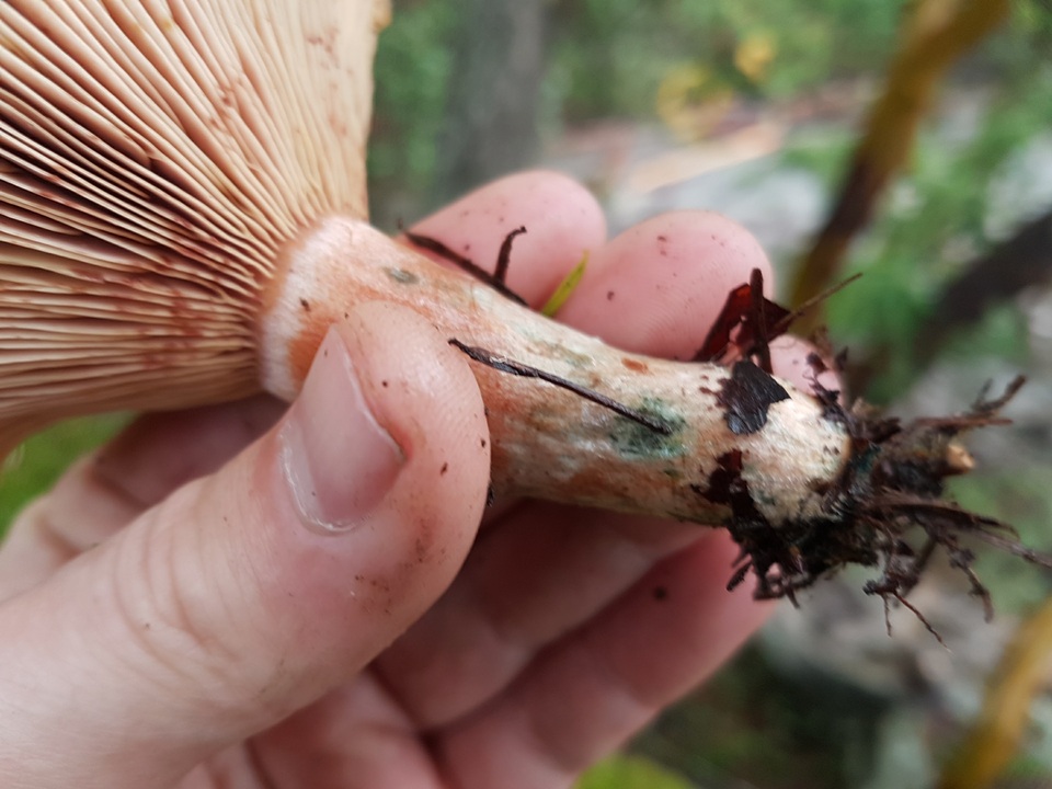 Lactarius rubescens image