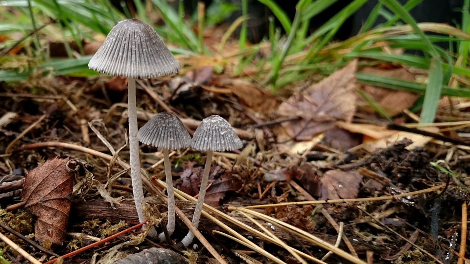 Coprinopsis phlyctidospora image