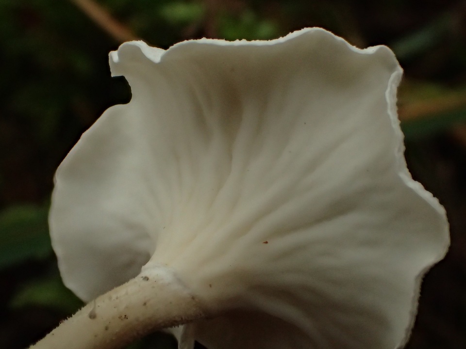 Stereopsis humphreyi image